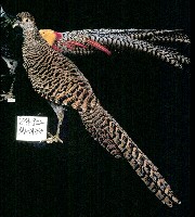 藏品(銀雞)的圖片